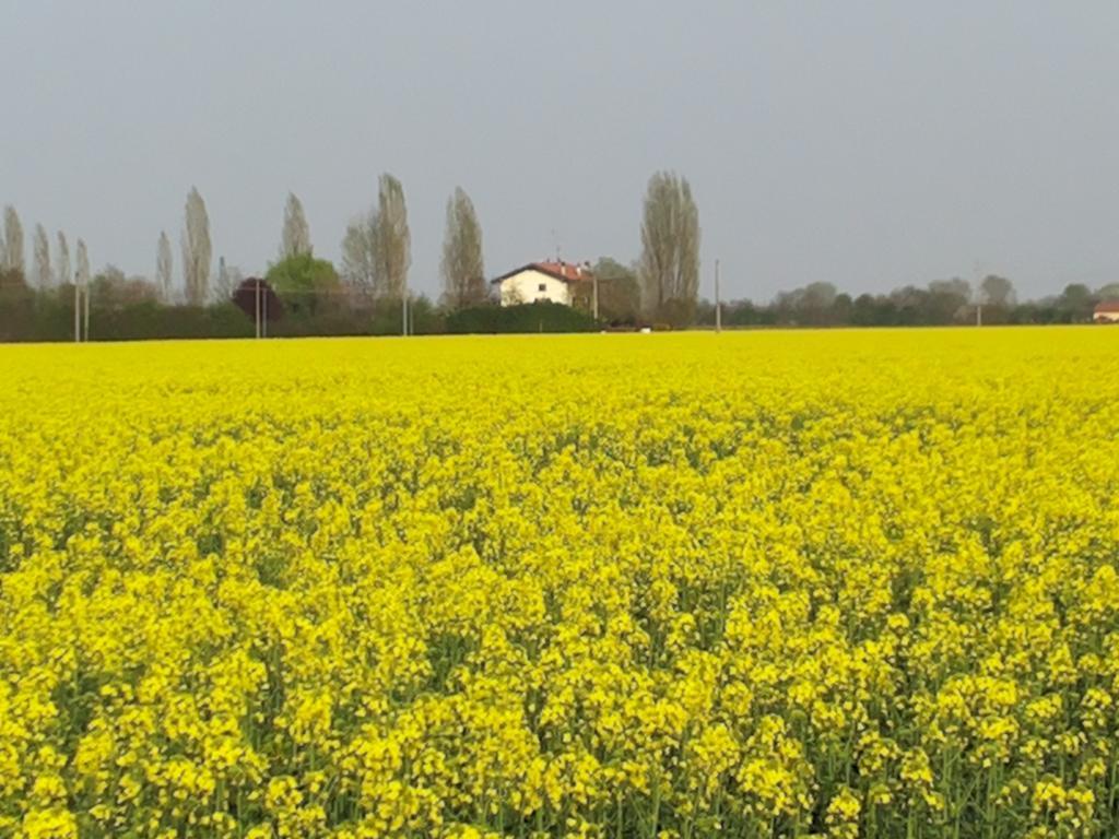 I Pioppi Cipressini Bed & Breakfast Crevalcore Exterior photo